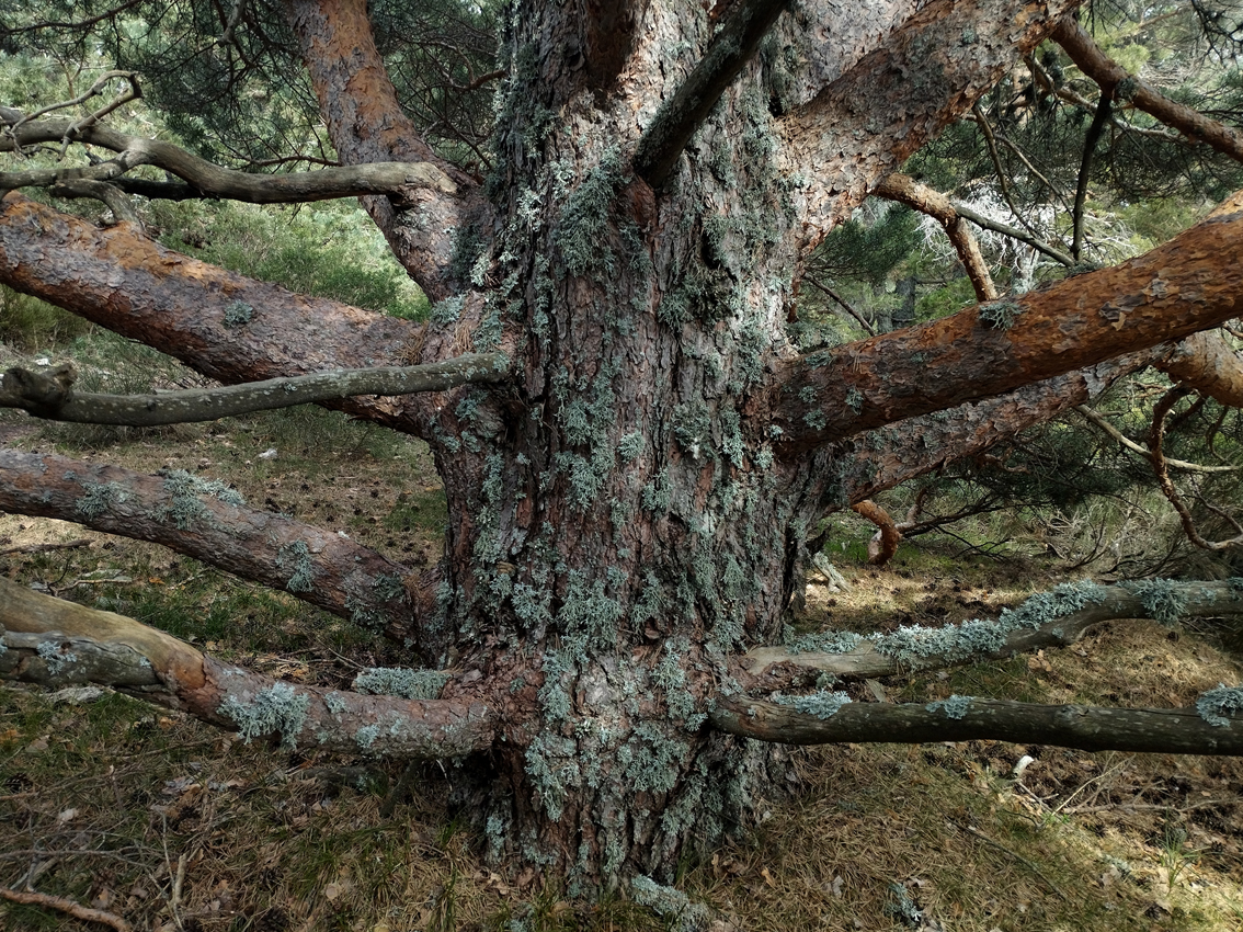 PEÑOTA / EL ÁGUILA / BERCIAL